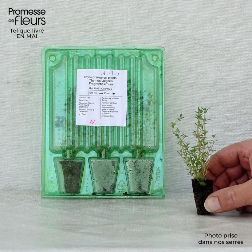 Example of Thym orange en plants - Thymus vulgaris Fragrantissimus Mini-motte Ø 3/4 cm as you get in printemps