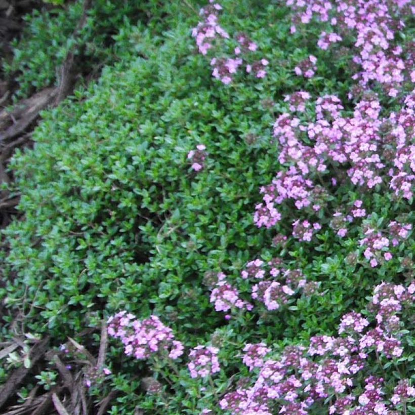 Thym praecox Coccineus - Thym précoce rouge magenta (Foliage)