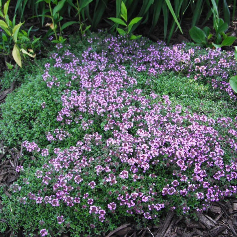 Thym praecox Coccineus - Thym précoce rouge magenta (Plant habit)