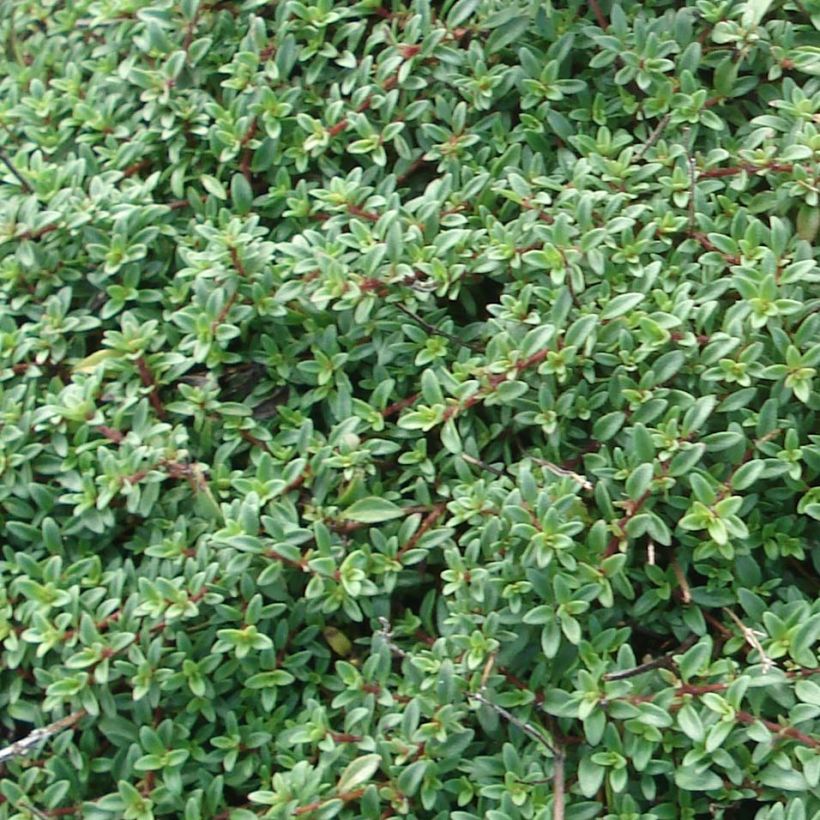 Thym praecox Purple Beauty - Thym précoce rose-pourpré (Foliage)