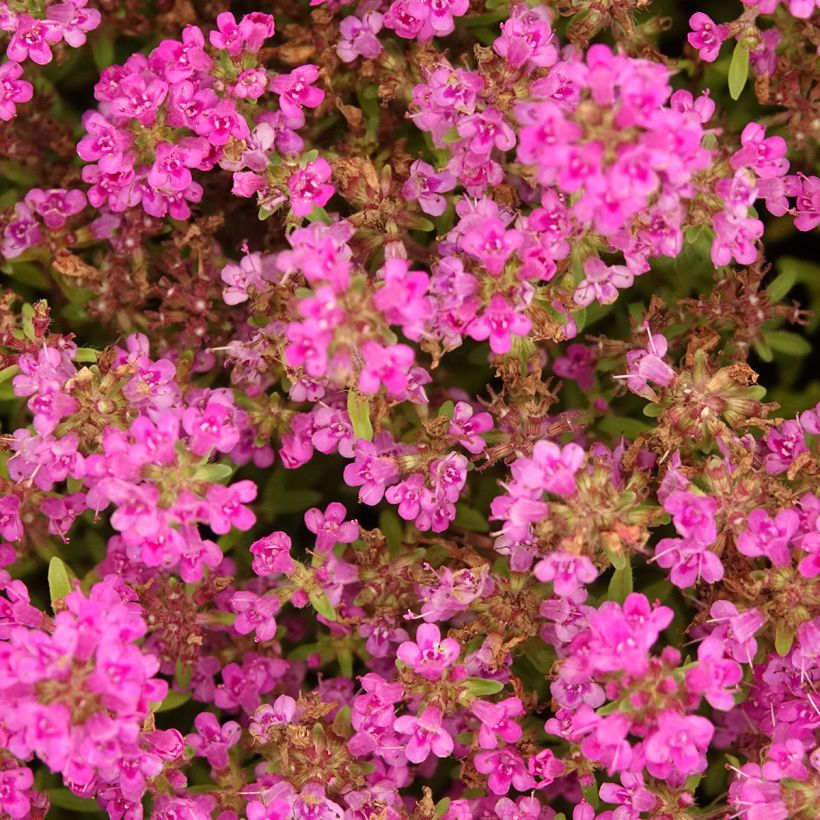 Thym praecox Purple Beauty - Thym précoce rose-pourpré (Flowering)