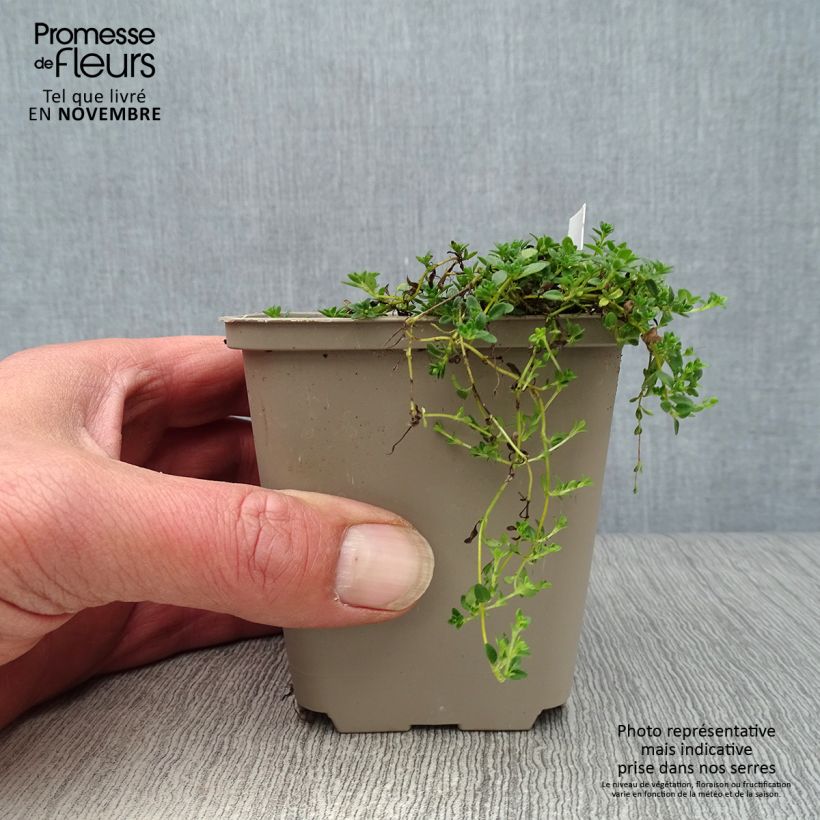 Example of Thym précoce - Thym praecox Albiflorus Godet de 8/9 cm as you get in automne