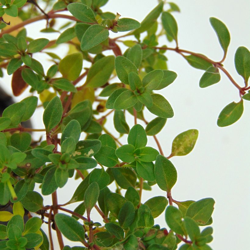 Thym serpolet - Thymus serpyllum (Foliage)