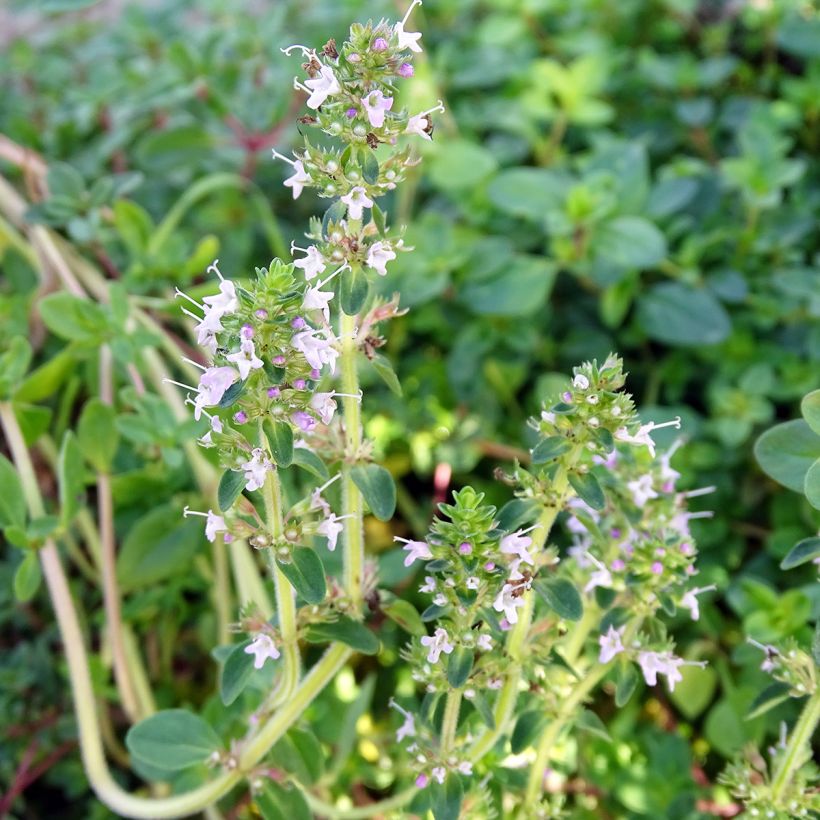 Thym serpolet - Thymus serpyllum (Flowering)