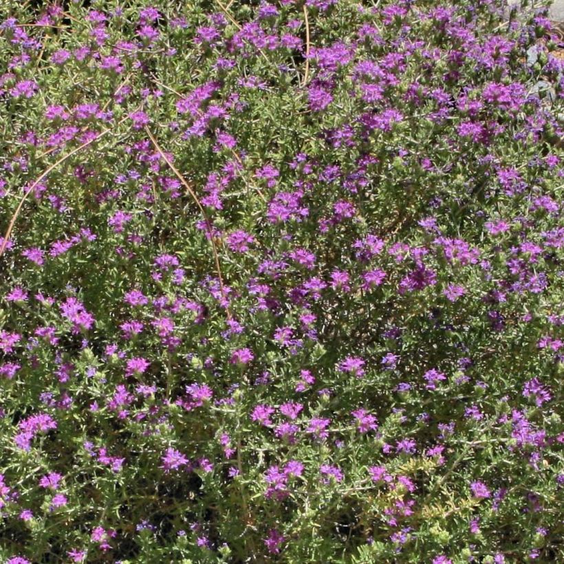 Thymus capitatus - Thym à têtes. (Flowering)