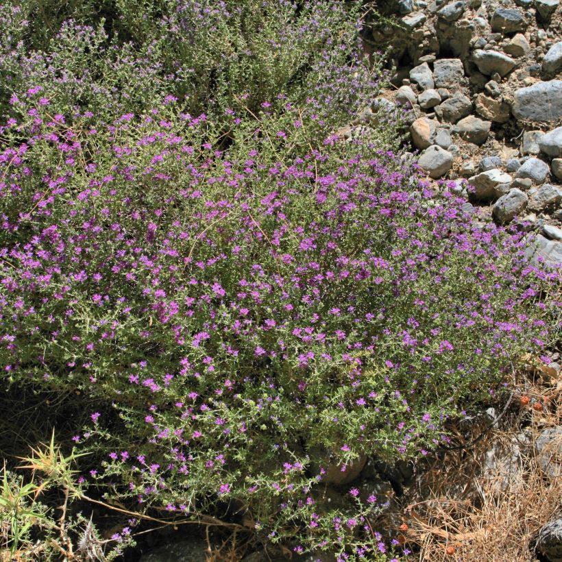 Thymus capitatus - Thym à têtes. (Plant habit)