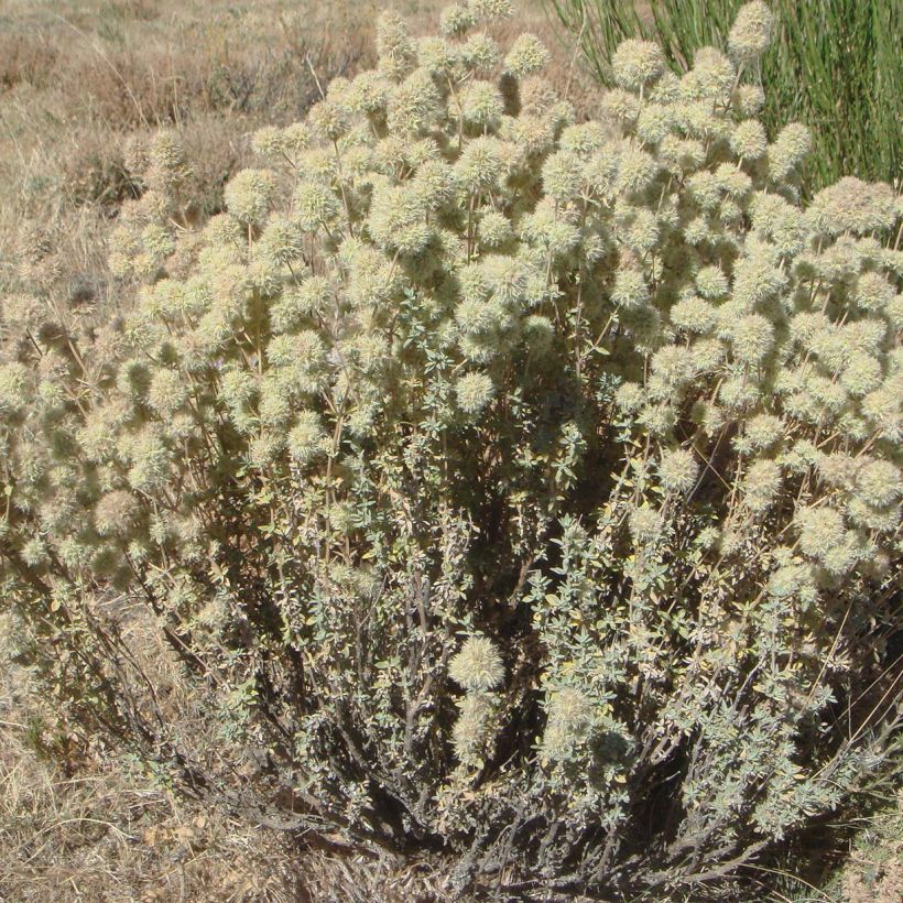 Thymus mastichina - Thym résineux (Plant habit)