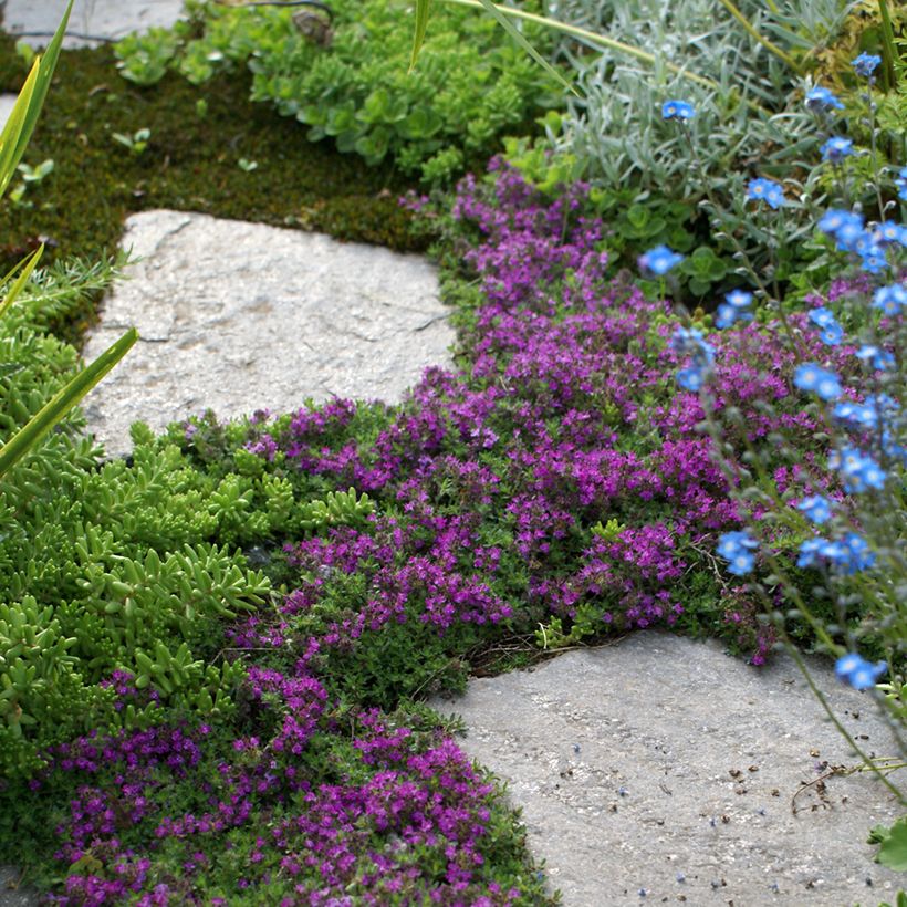Thymus praecox Bressingham - Thym précoce (Plant habit)