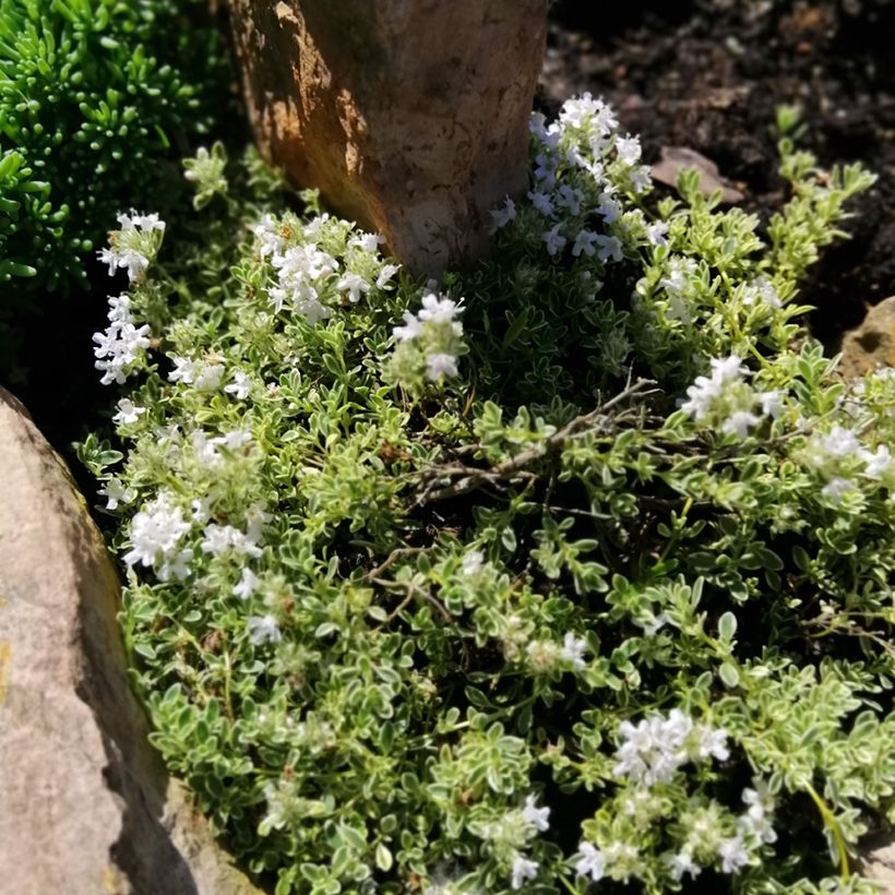 Thymus praecox Highland Cream - Thym précoce (Plant habit)