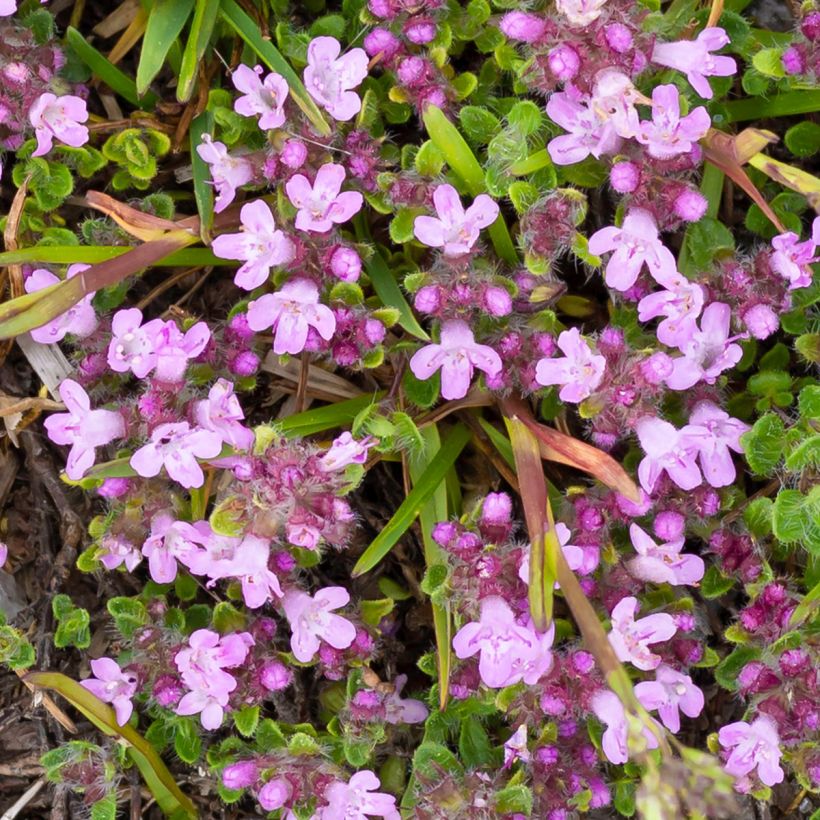 Thymus praecox Minor - Thym précoce (Flowering)
