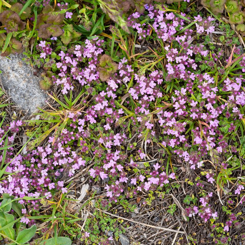Thymus praecox Minor - Thym précoce (Plant habit)
