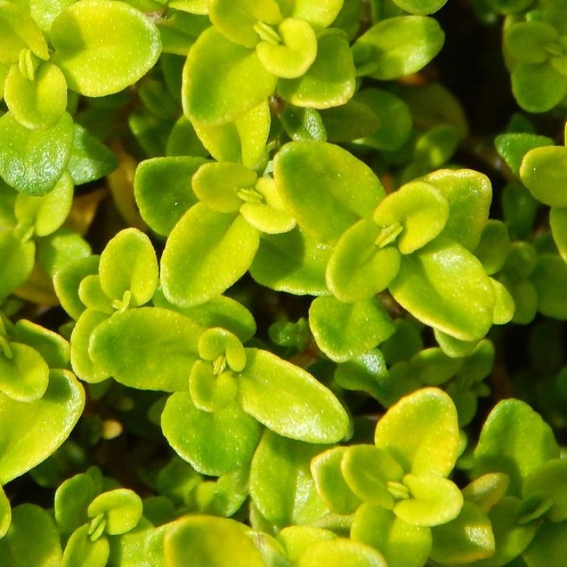Thym doré - Thymus vulgaris Gold en plant (Foliage)