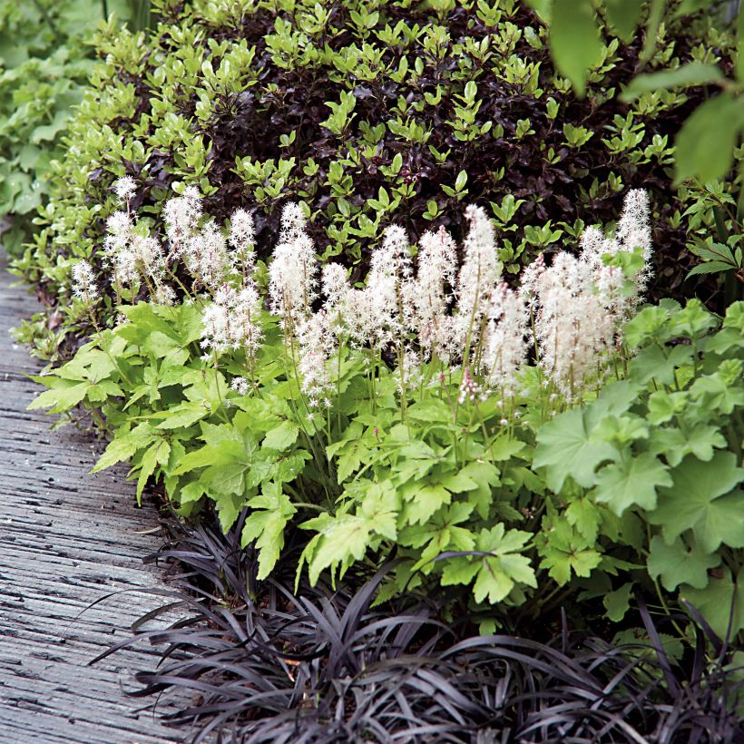 Tiarella Crow Feather - Tiarelle hybride (Plant habit)