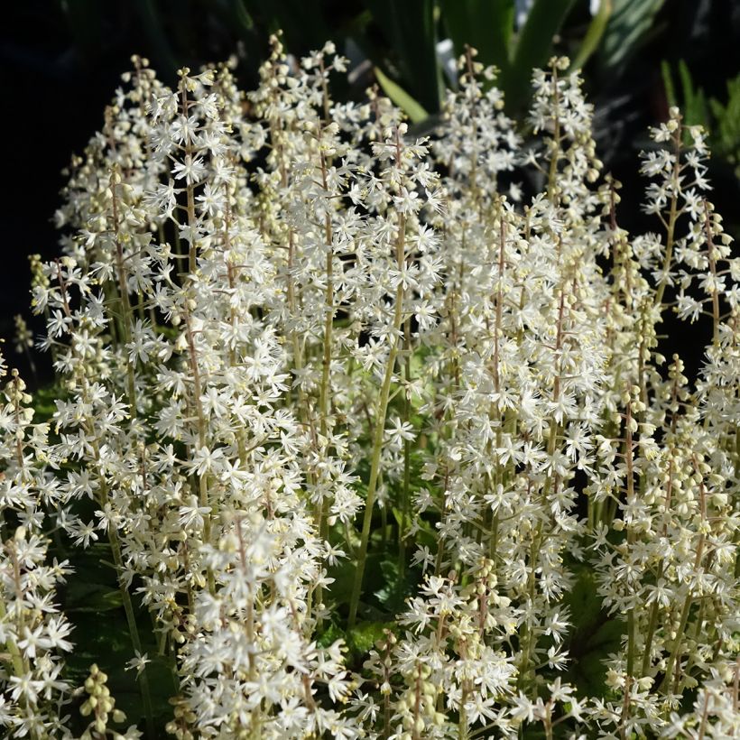 Tiarella cordifolia Brandywine - Tiarelle cordifoliée (Flowering)