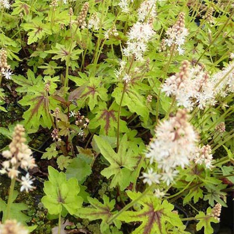 Tiarelle - Tiarella cordifolia Mint Chocolate (Flowering)