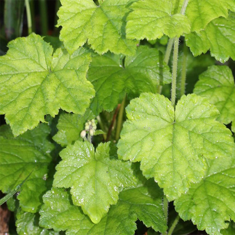 Tiarelle, Tiarella polyphylla (Foliage)