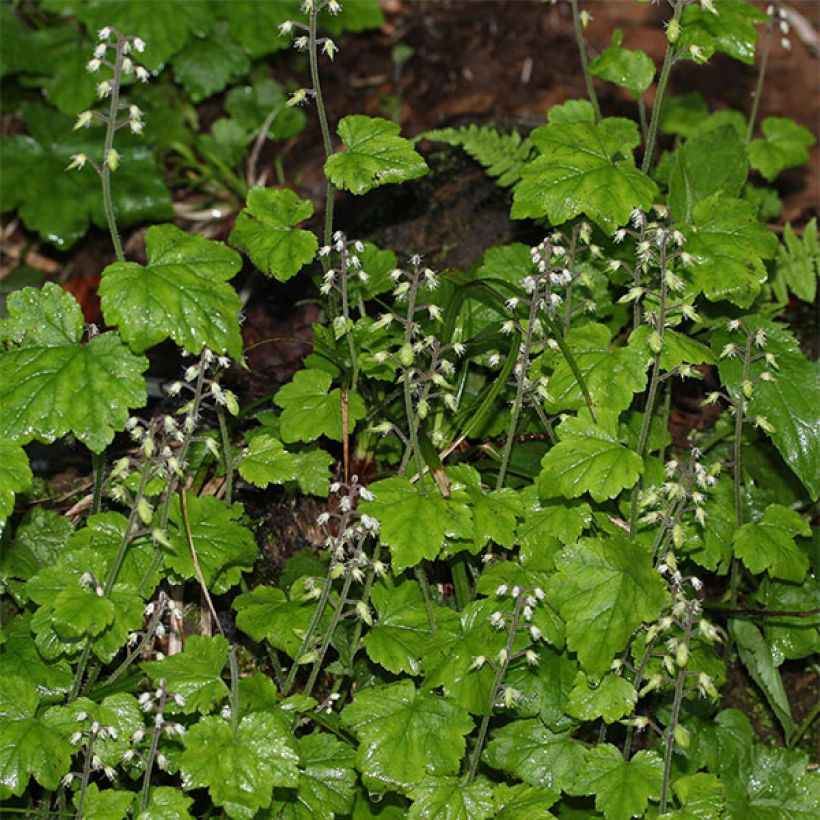Tiarelle, Tiarella polyphylla (Flowering)