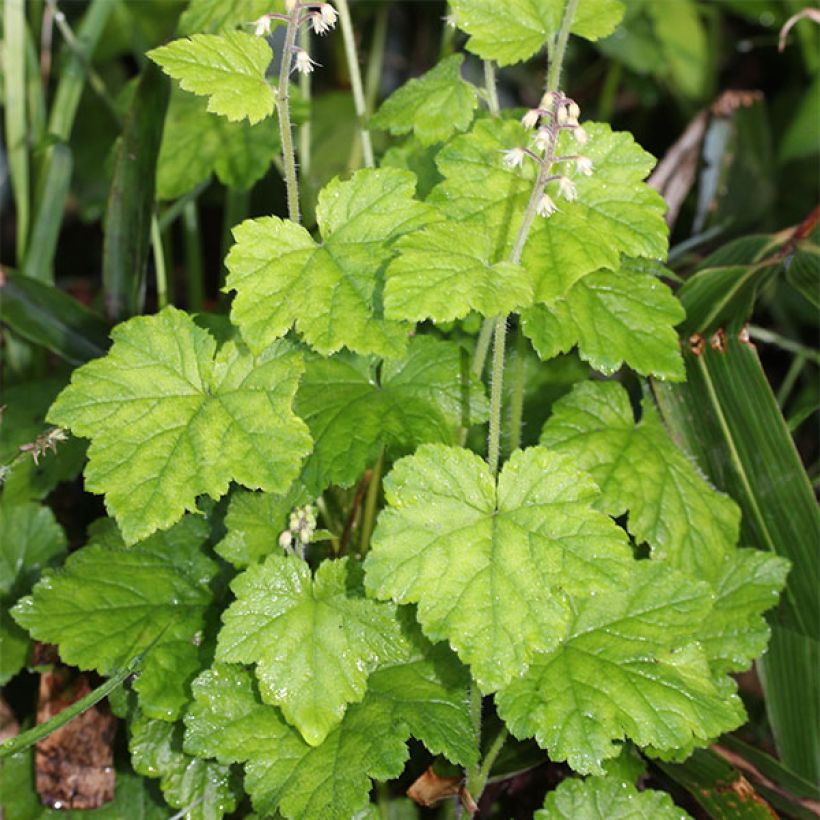 Tiarelle, Tiarella polyphylla (Plant habit)