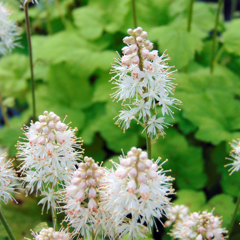 Tiarelle - Tiarella cordifolia Moorgrun (Flowering)