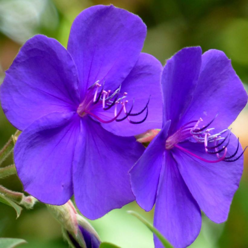Tibouchina urvilleana - Tibouchine d'Urville (Flowering)