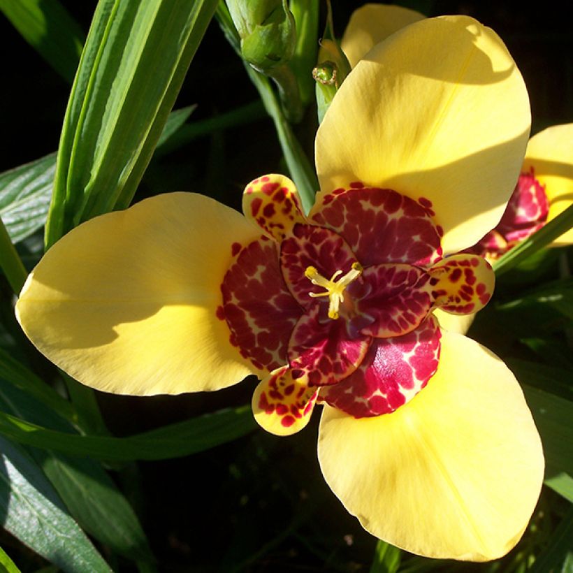 Tigridia pavonia Aurea - Oeil de Paon (Flowering)