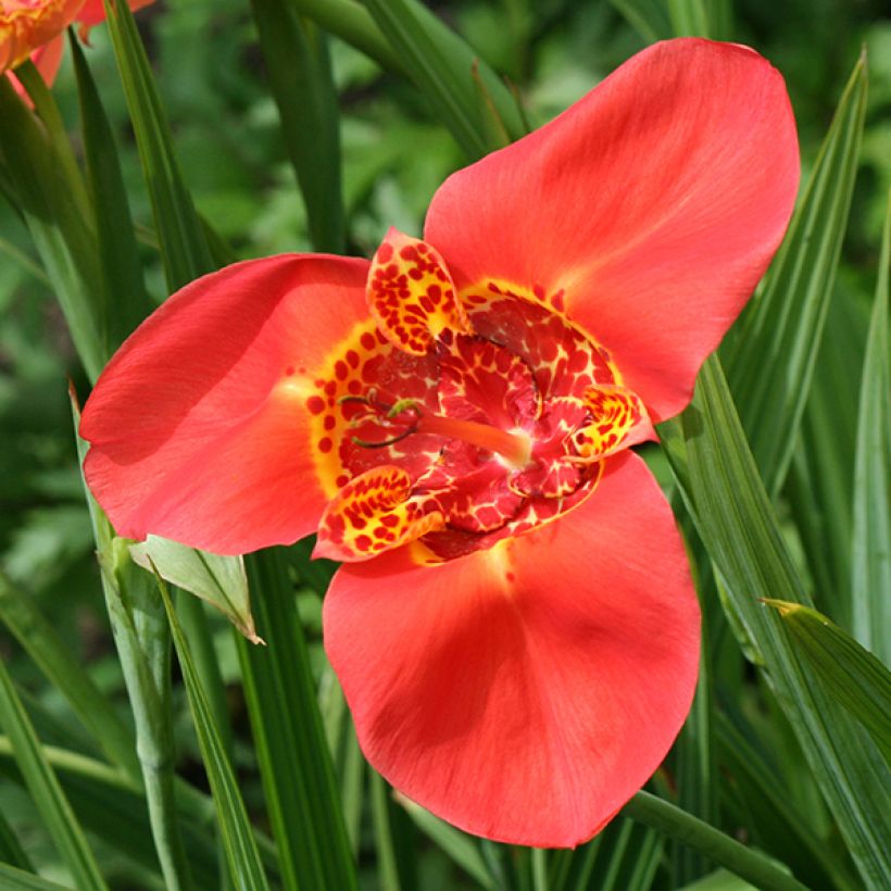 Tigridia pavonia Speciosa - Oeil de Paon (Flowering)