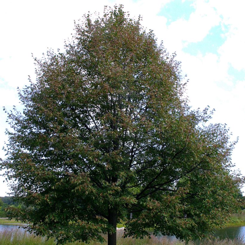 Tilia cordata Greenspire - Tilleul à petites feuilles (Plant habit)