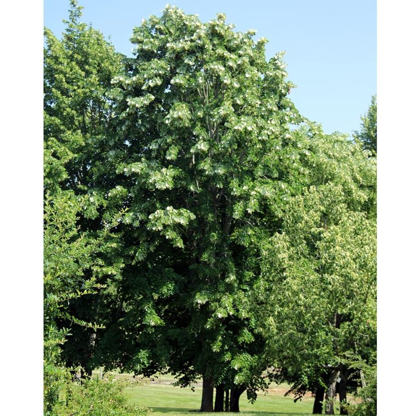 Tilleul à grandes feuilles - Tilia platyphyllos (Plant habit)