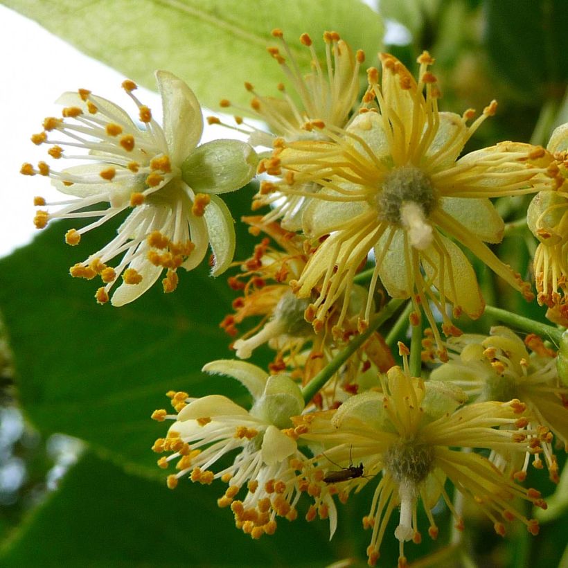 Tilleul à grandes feuilles - Tilia platyphyllos Rubra (Flowering)