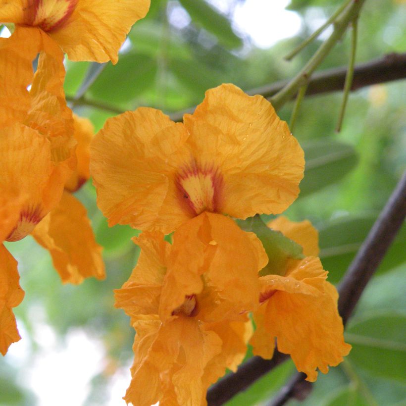 Tipuana tipu - Palo rosa, tipa (Flowering)