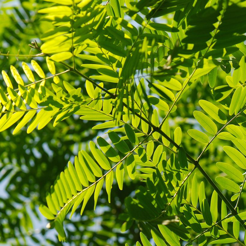 Tipuana tipu - Palo rosa, tipa (Foliage)