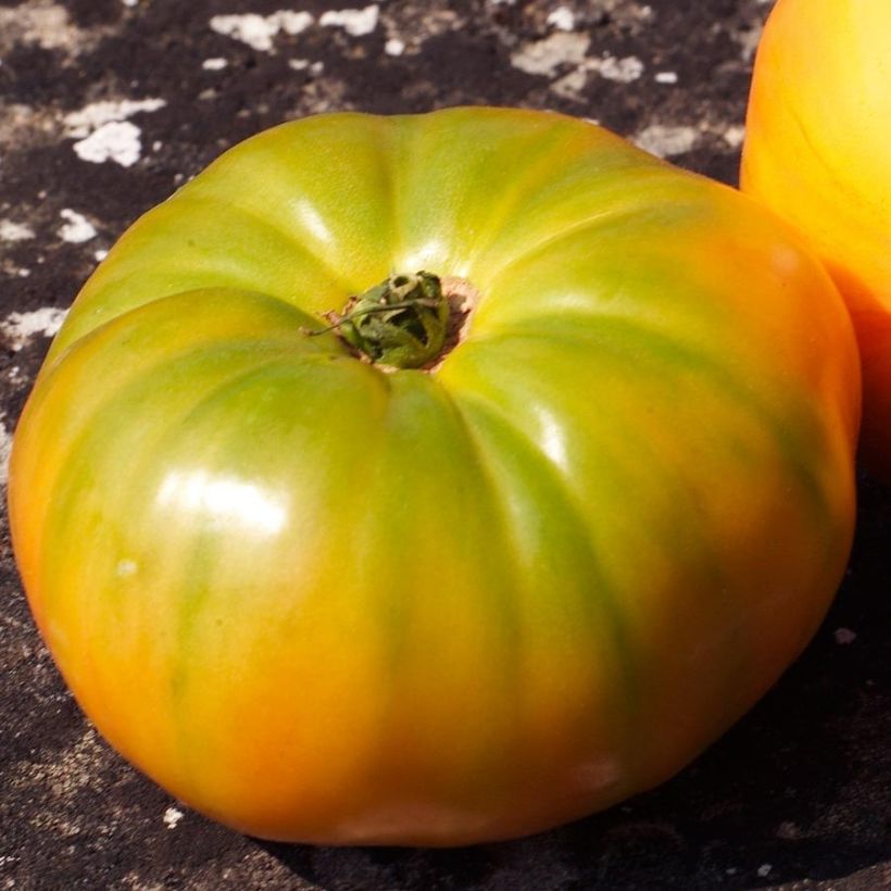 Tomate Ananas en plants GREFFES (Harvest)