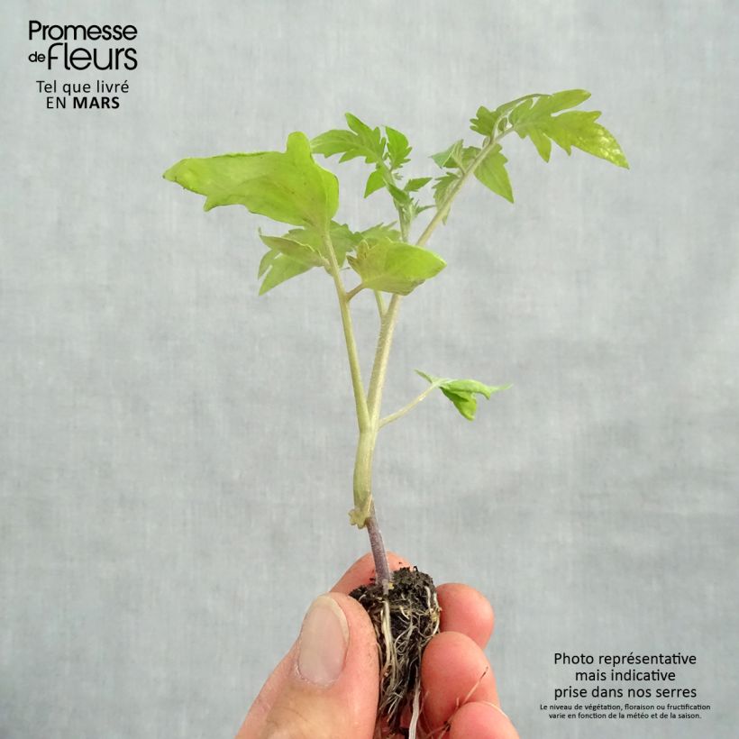Example of Tomate Ananas en plants GREFFES BIO en mini-mottes Mini-motte Ø 1,5/2,5 cm as you get in printemps