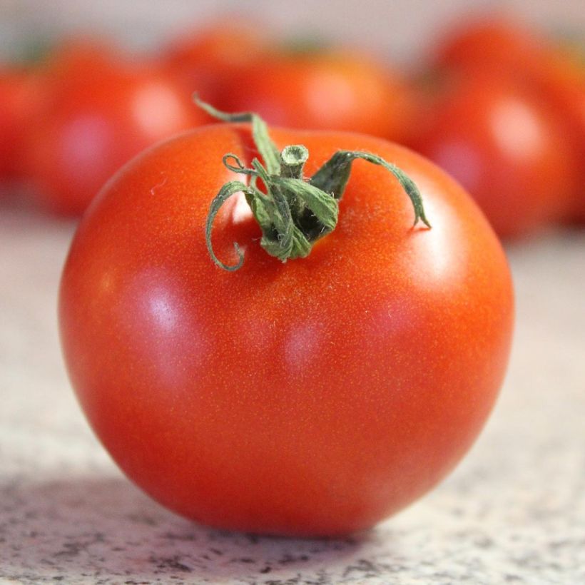 Tomate Bali F1 en plants (Harvest)