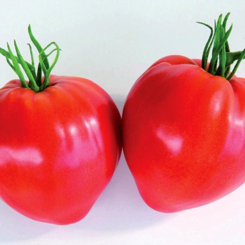 Tomate Cauralina F1 en plant  (Harvest)