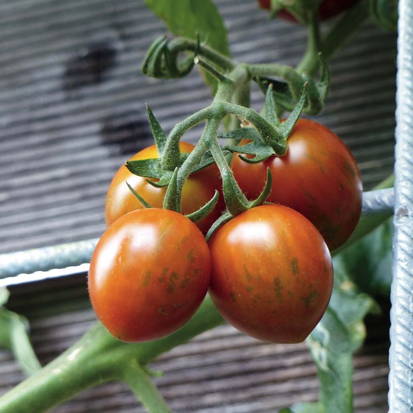 Tomate Cookie F1 en plants GREFFES - La Sélection du Chef (Harvest)