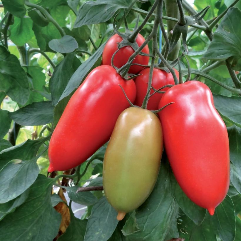 Tomate Gagliardo F1 en plants GREFFES  (Harvest)