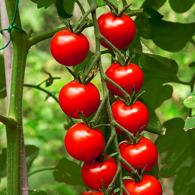 Tomate cerise Gardener's Delight BIO (Harvest)