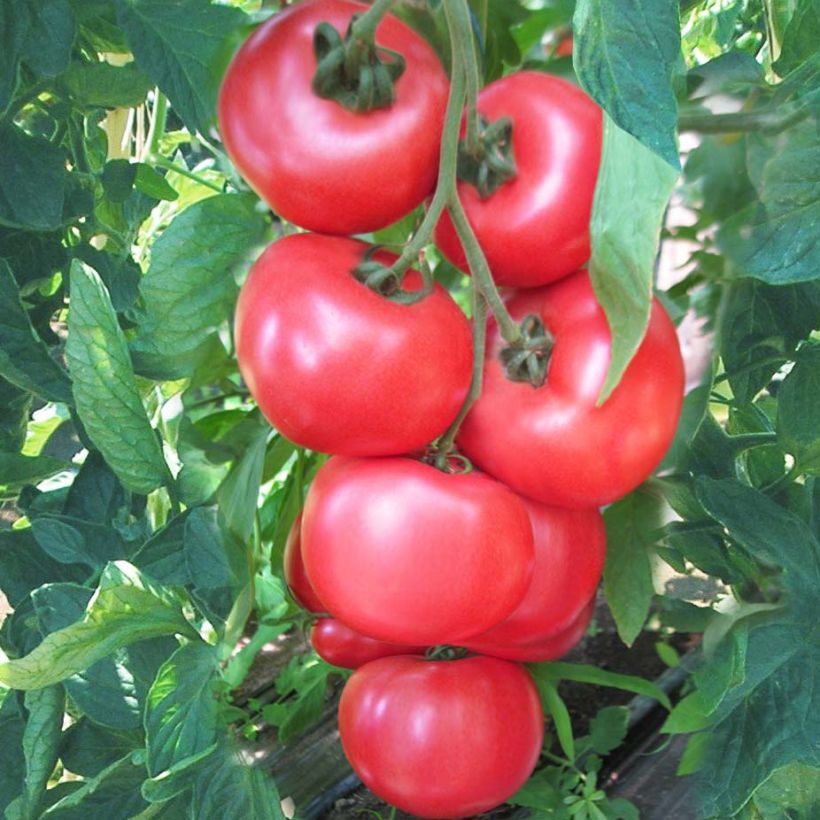 Tomate Honey Moon F1 en plants (Harvest)