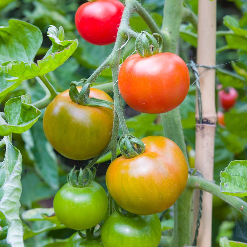 Tomate Moneymaker BIO - Tomate grappe (Harvest)