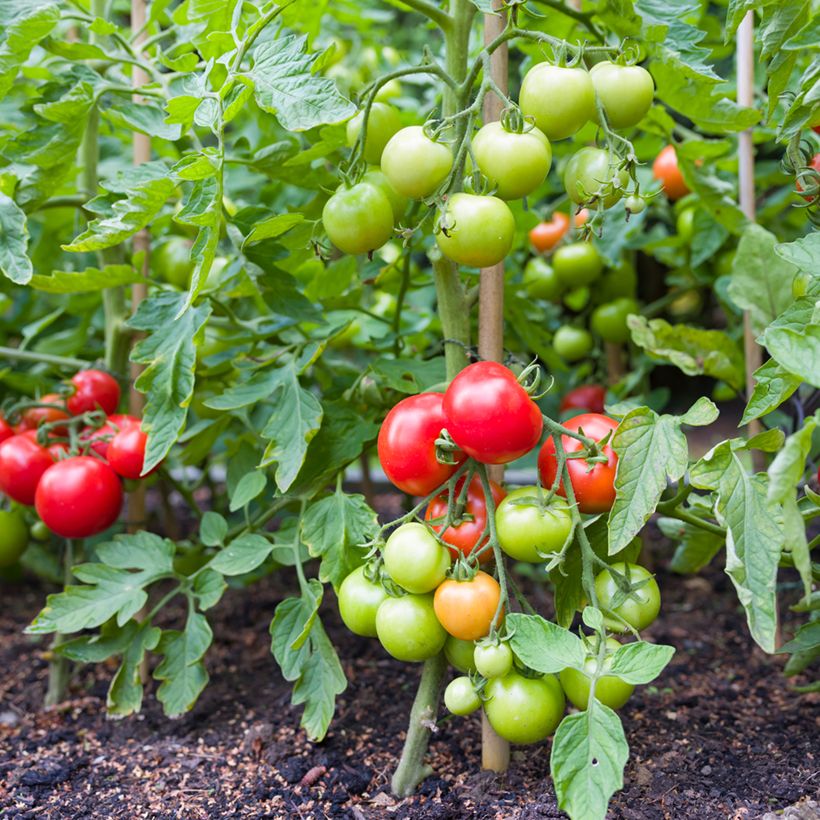 Tomate Moneymaker BIO - Tomate grappe (Plant habit)