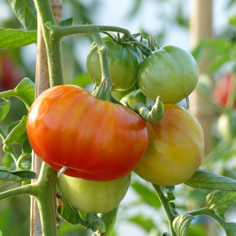 Tomate Montfavet en plants GREFFES  (Harvest)
