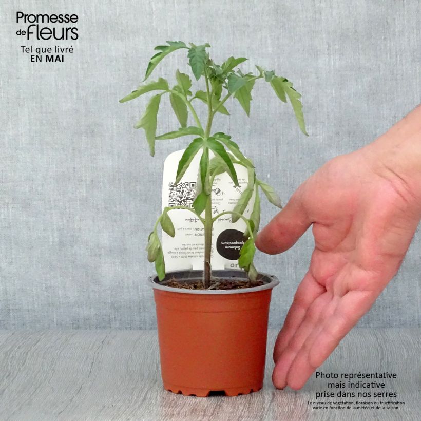 Example of Tomate Noire de Crimée BIO - Tomate ancienne en plants  Pot de 10 cm/11cm as you get in printemps