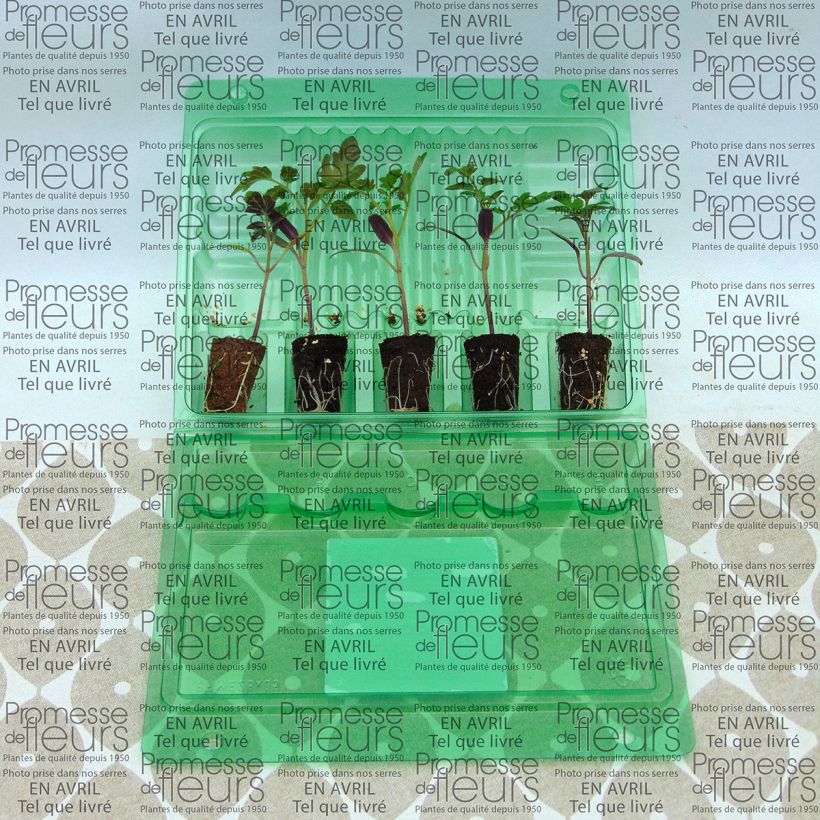 Example of Tomate Pepe F1 en plants - Tomate cerise  Mini-motte Ø 3/4 cm as you get