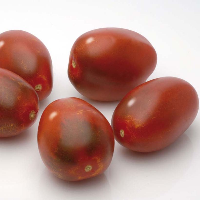 Tomate Prune noire en plants (Harvest)