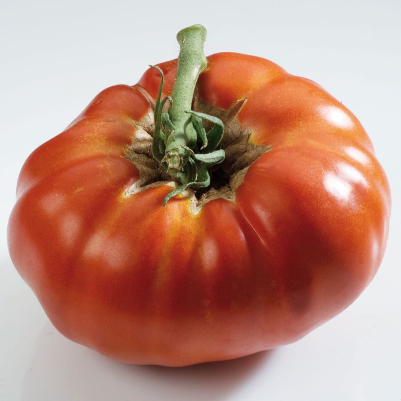 Tomate Russe rouge en plants (Harvest)