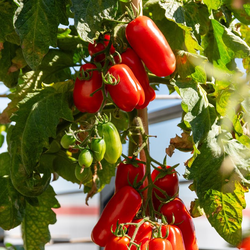 Tomate San Marzano 2 BIO  (Harvest)