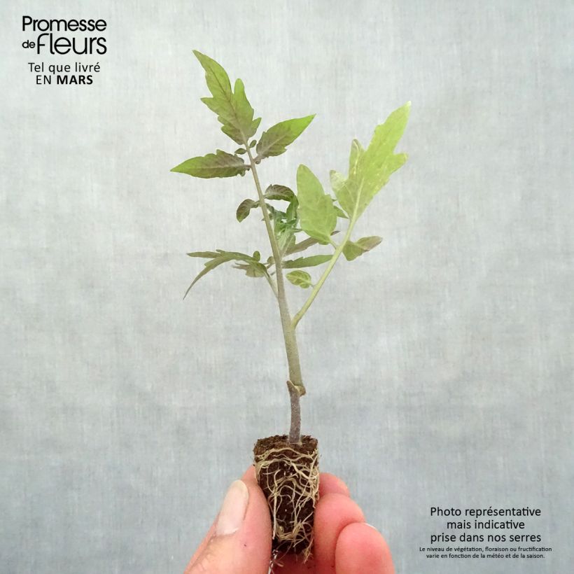 Example of Tomate Sturdy Grace F1 en plants - Tomate cerise jaune Mini-motte Ø 1,5/2,5 cm as you get in printemps