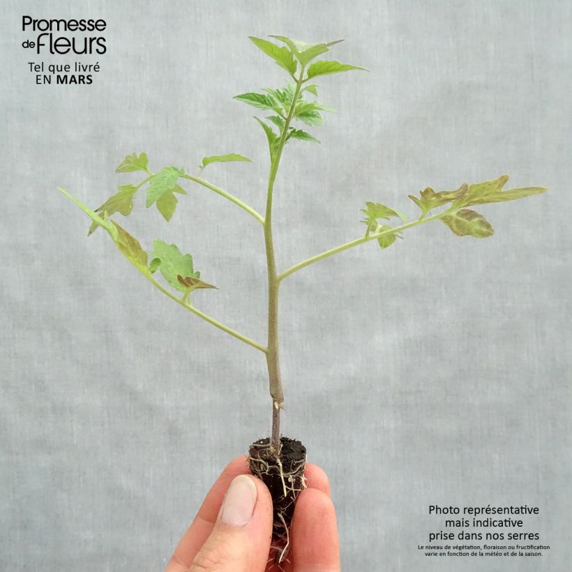 Example of Tomate Tomande F1 - Type marmande - Plants GREFFES mini-mottes Mini-motte Ø 1,5/2,5 cm as you get in printemps