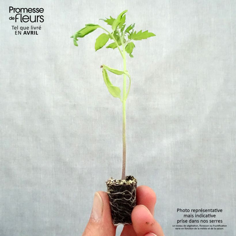 Example of Tomate cerise Baby Boomer F1  Mini-motte Ø 3/4 cm as you get in printemps